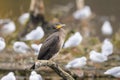 A young great cormorant resting on a branch Royalty Free Stock Photo