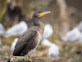 A young great cormorant resting on a branch Royalty Free Stock Photo