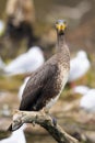 A young great cormorant resting on a branch Royalty Free Stock Photo