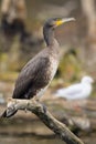 A young great cormorant resting on a branch Royalty Free Stock Photo