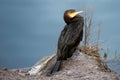 Young Great cormorant Royalty Free Stock Photo