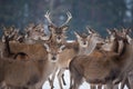 Young Great Deer Cervus Elaphus, Dedicated Depth Of Focus, Surrounded By Herd. A Herd Of Deer, Standing In Belorussian Forest. P Royalty Free Stock Photo