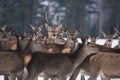 Young Great Deer Cervus Elaphus, Dedicated Depth Of Focus, Surrounded By Herd. A Herd Of Deer, Standing In Belorussian Forest. P Royalty Free Stock Photo