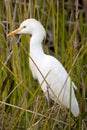 Young Great Egret (Ardea alba) Royalty Free Stock Photo