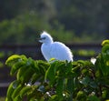 Young Great Egrets (Ardea alba) in Nest. Royalty Free Stock Photo