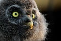 Young Great Grey Owl