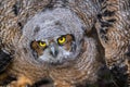 Young Great Horned Owl Royalty Free Stock Photo