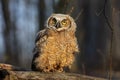 Young great horned owl, (Bubo virginianus ) Royalty Free Stock Photo