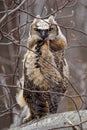 Young great horned owl Bubo virginianus Royalty Free Stock Photo