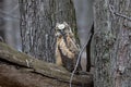 Young great horned owl Bubo virginianus Royalty Free Stock Photo