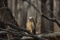 Young great horned owl Bubo virginianus Royalty Free Stock Photo