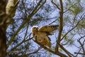 Young great horned owl Bubo virginianus  in Wisconsin state park. Royalty Free Stock Photo