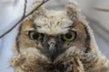 Young great horned owl Bubo virginianus Royalty Free Stock Photo