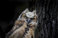 Young great horned owl Bubo virginianus Royalty Free Stock Photo