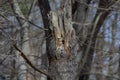 Young great horned owl Bubo virginianus Royalty Free Stock Photo