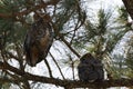 Young Great Horned Owl  Florida USA Royalty Free Stock Photo