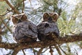 Young Great Horned Owl  Florida USA Royalty Free Stock Photo