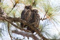 Young Great Horned Owl  Florida USA Royalty Free Stock Photo