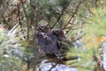 Young Great Horned Owl  Florida USA Royalty Free Stock Photo