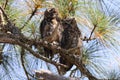 Young Great Horned Owl  Florida USA Royalty Free Stock Photo