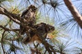 Young Great Horned Owl  Florida USA Royalty Free Stock Photo