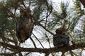 Young Great Horned Owl  Florida USA Royalty Free Stock Photo