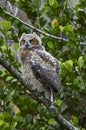 Young Great Horned Owl Royalty Free Stock Photo