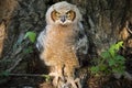 Young Great Horned Owl Against Poison Ivy and Cottonwood Tree Royalty Free Stock Photo