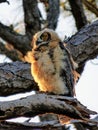 The Young Great Horned Owl of Honeymoon Island Royalty Free Stock Photo