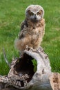 Young Great Horned Owl Royalty Free Stock Photo