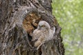 Young Great Horned Owl sits in his nest Royalty Free Stock Photo