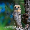 Young Great Horned Owl Sitting in a Tree Royalty Free Stock Photo