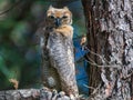 Young Great Horned Owl Sitting in a Tree Royalty Free Stock Photo