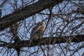 Young Great Horned Owl, Sunrise in Tangle of Limbs