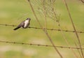 Young Great Spotted Cuckoo on a fence