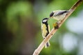 The young great tit is fed by its mother, both standing on a stick Royalty Free Stock Photo