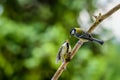 The young great tit is fed by its mother, both standing on a stick Royalty Free Stock Photo