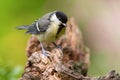 Young great tit chick standing on wood in springtime nature Royalty Free Stock Photo