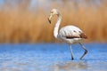 Young Greater Flamingo, Phoenicopterus ruber, nice pink big bird in the blue water, Camargue, France. Wildlife scene from summer n Royalty Free Stock Photo