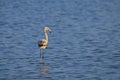 A young Greater Flamingo standing in the water