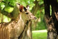 Young Greater Kudu antelope