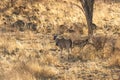 Young greater kudu seen in silhouette among grasses during a golden hour afternoon