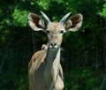 Young Greater kudu is a woodland antelope