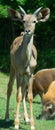 Young Greater kudu is a woodland antelope