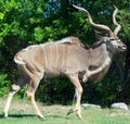 Young Greater kudu is a woodland antelope Royalty Free Stock Photo