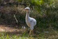 Young Greater Rhea (Rhea americana)