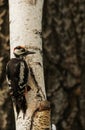 Young Greater spotted woodpecker Dendrocopos major on the birch Royalty Free Stock Photo