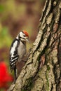 Young Greater Spotted Woodpecker looking for insects on a tree t