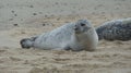 Grey Seal on the Beach 3