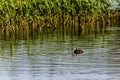 Young grebes on Harthill ponds. Royalty Free Stock Photo